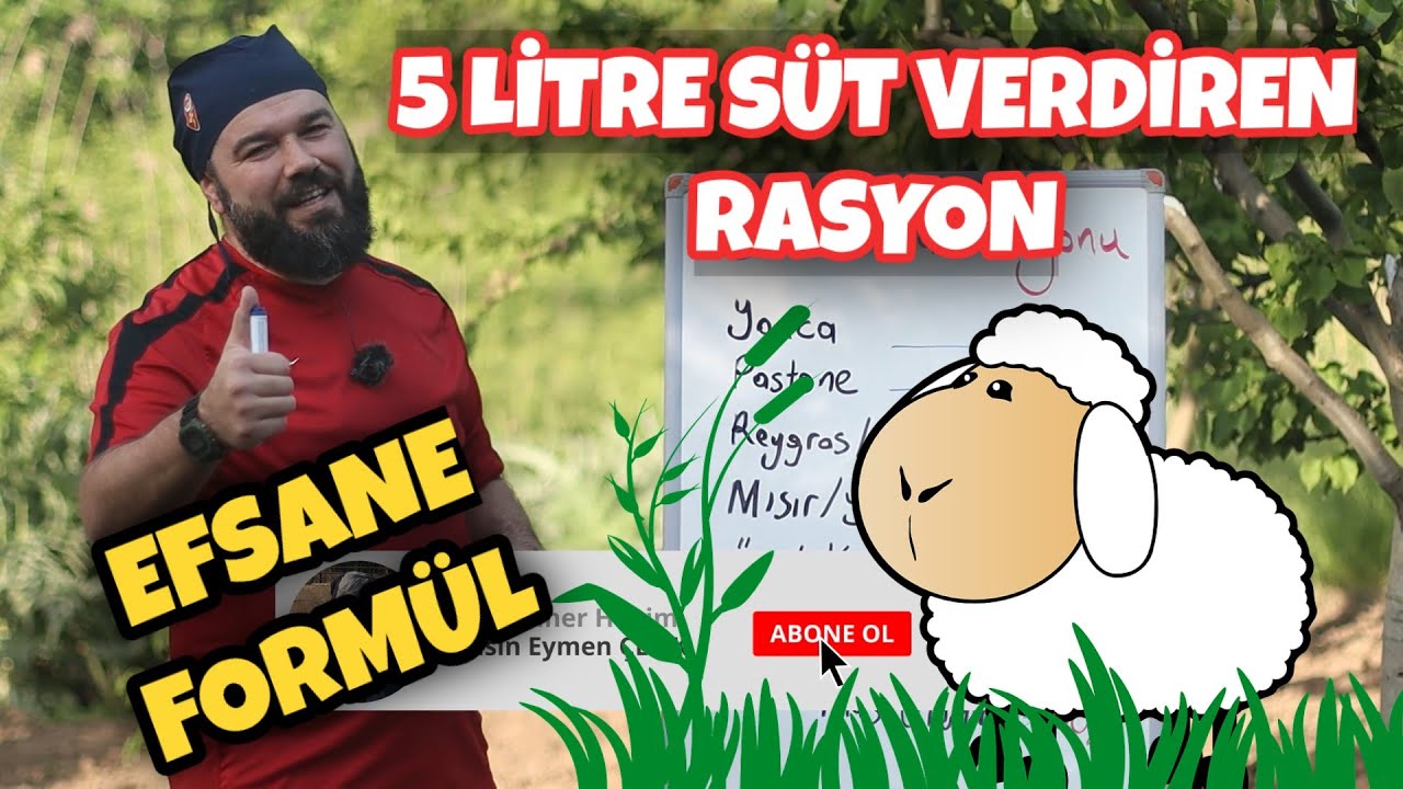 İŞTE BEKLENEN EFSANE KOYUN RASYONU