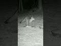 Deer, fox and possum eating popcorn #wildlife #trailcamactivity #deer