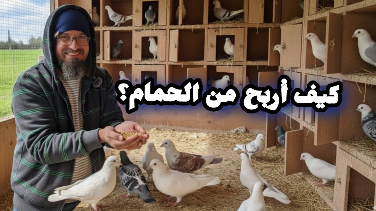 كيفية إنشاء مشروع تربية الحمام ؟ كيفية حساب أرباح و مصاريف الحمام ؟ هل المشروع مربح؟ (273)
