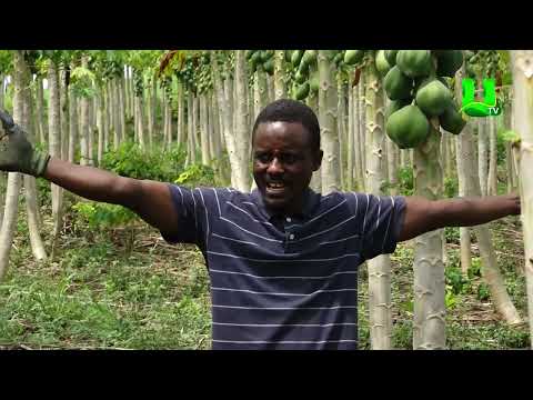 AYEKOO: PAWPAW FARMING