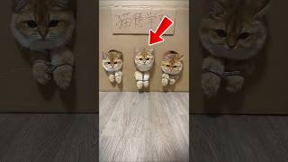 Owner Surprises Cat With Handcuffs.