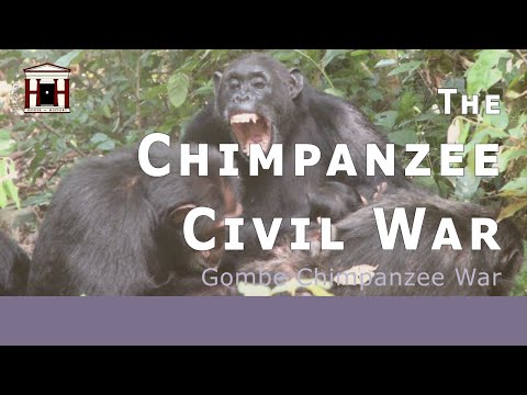 The Gombe Chimpanzee War | The Chimp Civil War (1974-1978)