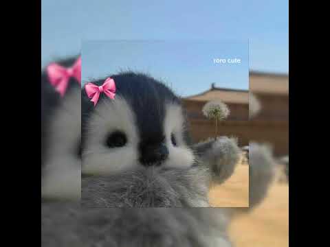 كده كده بايظة محمود العسيلي  