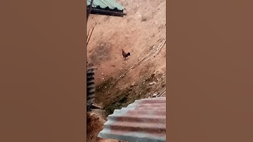 dib​ dawb​ zoo​ไก่ต่อผสม.(2)