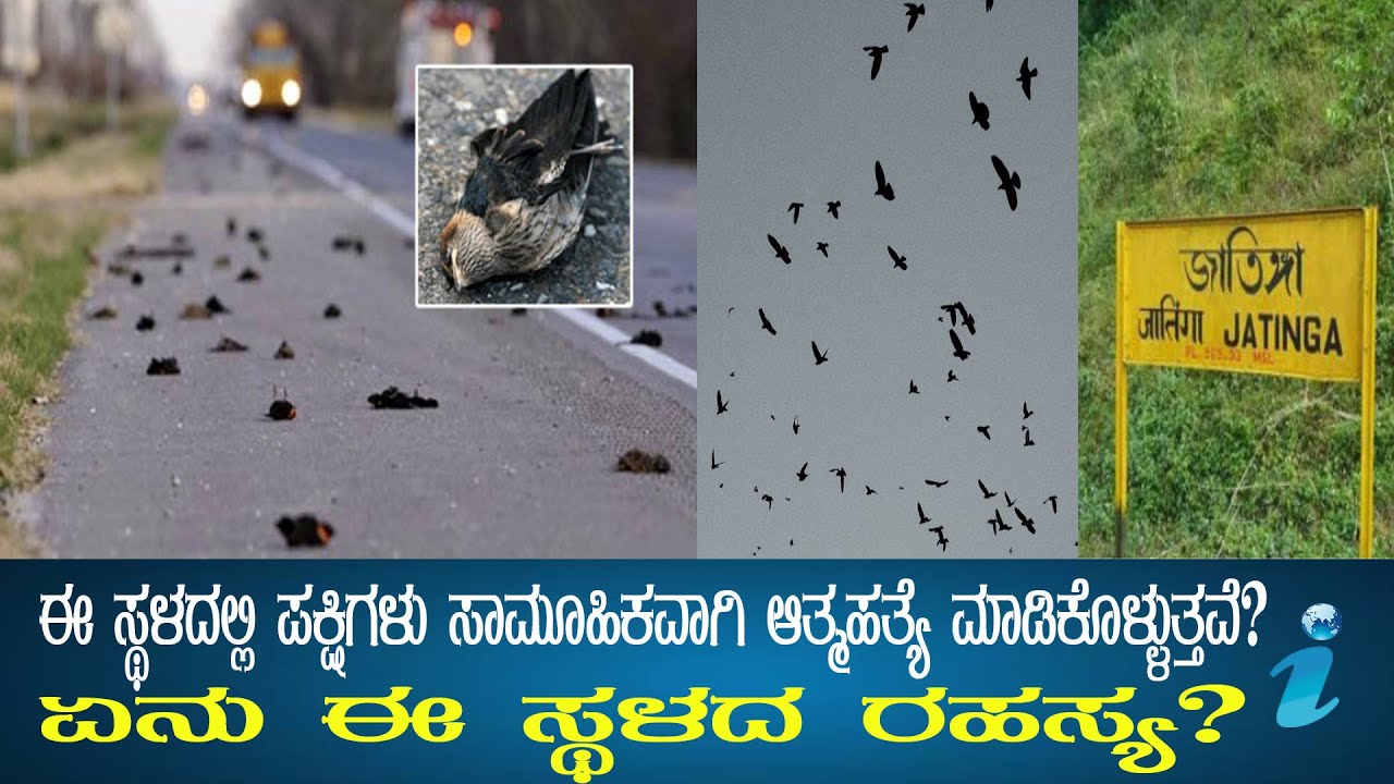 Why Birds commit mass suicide at this place? | Mahitiloka | Interesting facts