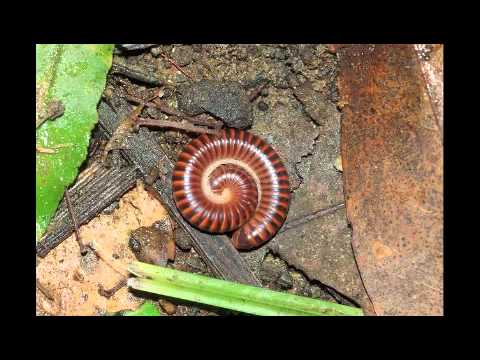 Watch Millipede on YouTube