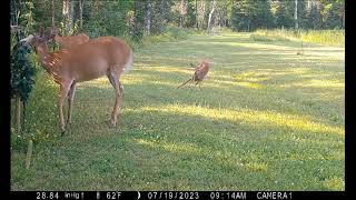 Browning Trail Camera Fawn Running and Playing - White Tailed Deer - Cute Baby Fawn screenshot 4