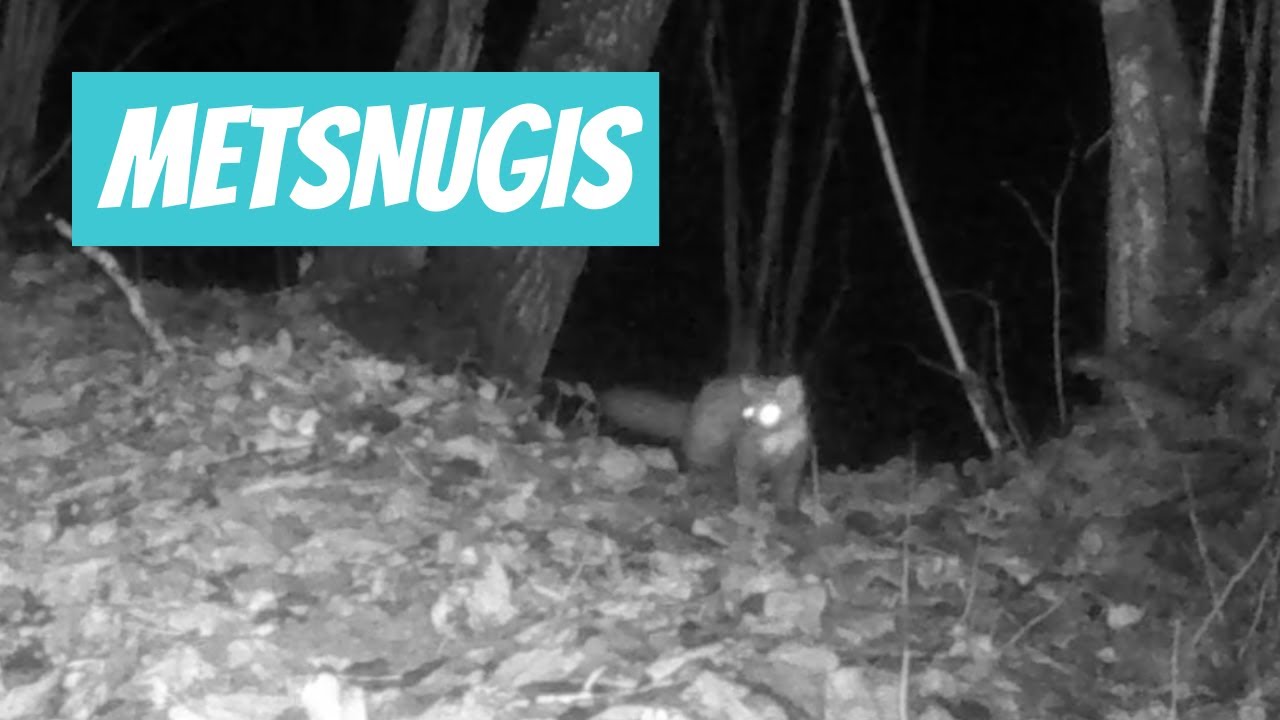 Metsnugis, Martes martes, European pine marten - Eesti imetajad