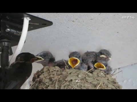 ツバメ - YouTube