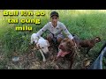 Cuộc Chiến Không Cân Sức Giữa Bull Lớn Và Pitbull MiLu | SBATVC