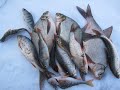 Четыре вида рыбы, с одной лунки. Рыбалка зимняя. +)