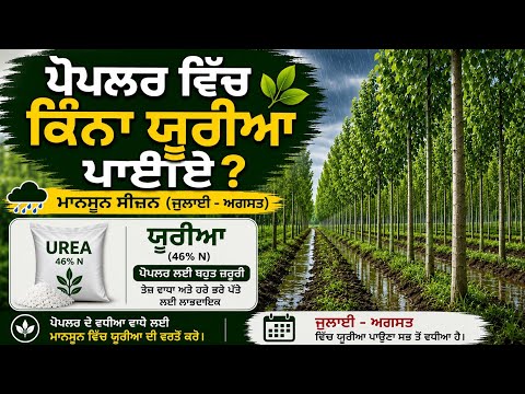 ਪੋਪੁਲਾਰਾਂ ਦੇ ਵਿੱਚ ਕਿੰਨਾ ਯੂਰੀਆ ਅਤੇ ਹੋਰ ਖਾਦ ਪਾਈਏ ਮੌਨਸੂਨ ਸੀਜ਼ਨ ਦੇ ਵਿੱਚ  #agriculture #farming #pammabai