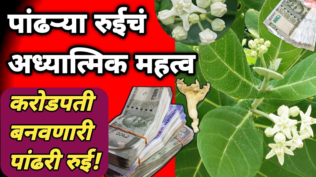 पांढऱ्या रुईचं अध्यात्मिक महत्व | करोडपती बनवणारी पांढरी रुई | Pandhari Rui Mahiti | Vastu Tips