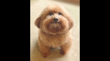 CLIMBING HIGH ELO TOP 250 CHIME STREAM