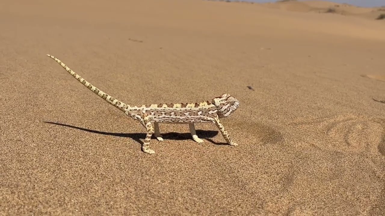 Luderitz to Walvis Bay Day 3