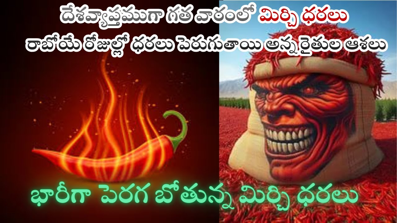 దేశవ్యాప్తముగా గత వారంలో మిర్చి ధరలు Iరాబోయే రోజుల్లో ధరలు పెరుగుతాయి అన్న రైతుల ఆశలు I భారీగా పెరగ