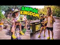 ANIMAL KINGDOM + COMPRAS NA TARGET