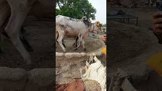 Gear system with help start two bill #shot #trending #foryou #farming