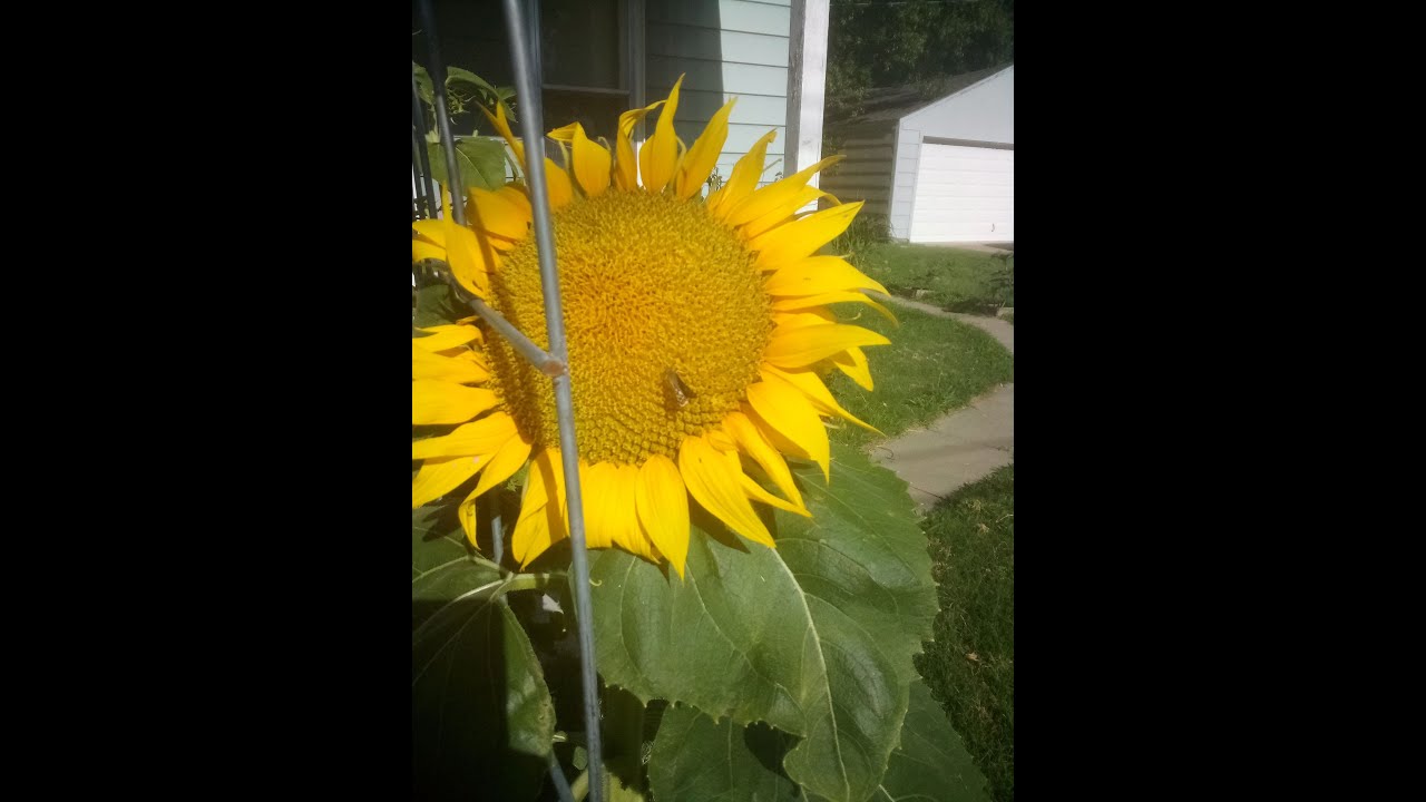 How to Grow Black Oil Sunflowers YouTube