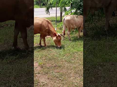 Cattle S Feeding This Are Ndama Breed Cattlefarm Cattleworld Cattales Cowcat Showcat 