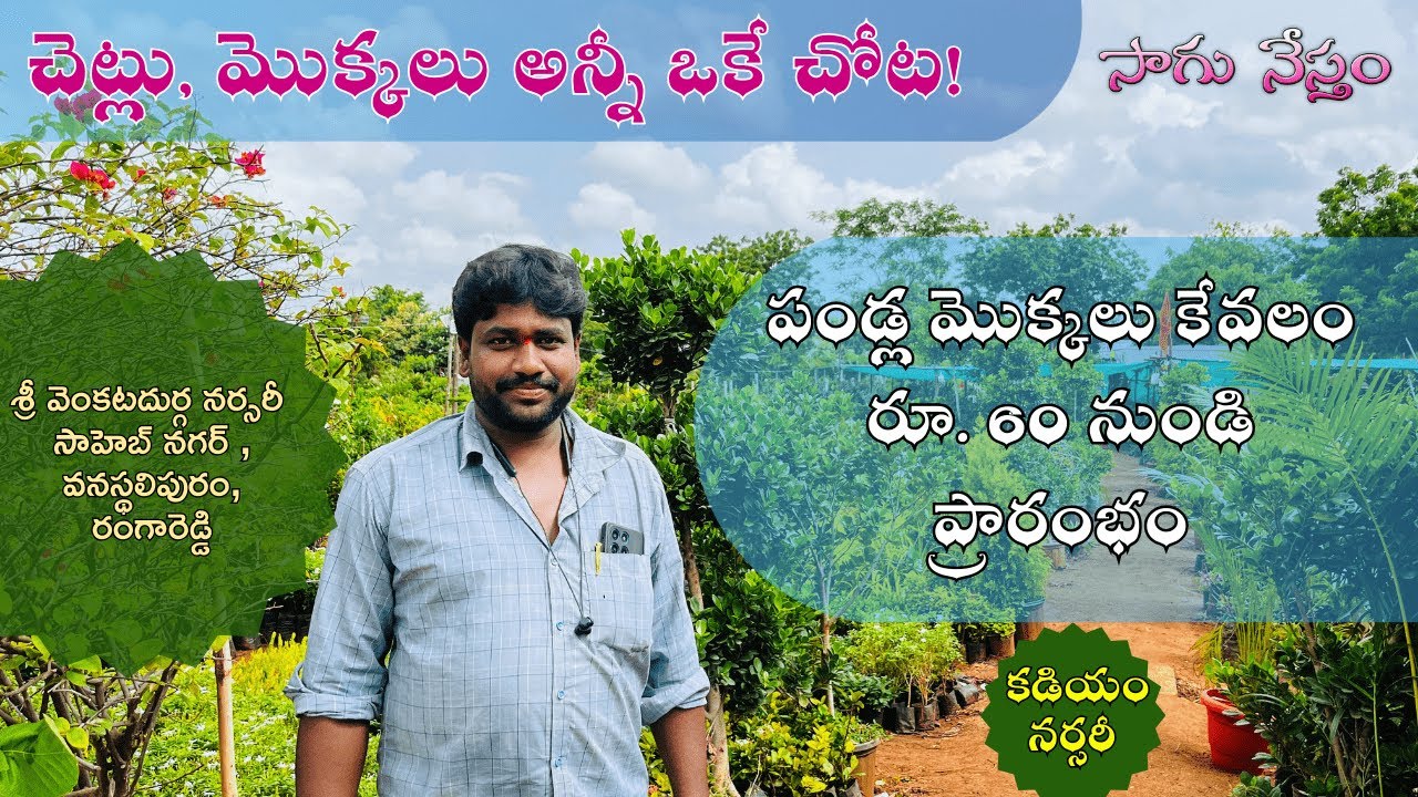 Wholesale Nursery in Hyderabad | Cheapest Nursery | అరుదైన మొక్కల సమూహం | కడియం నర్సరీ |Sagu Nestham