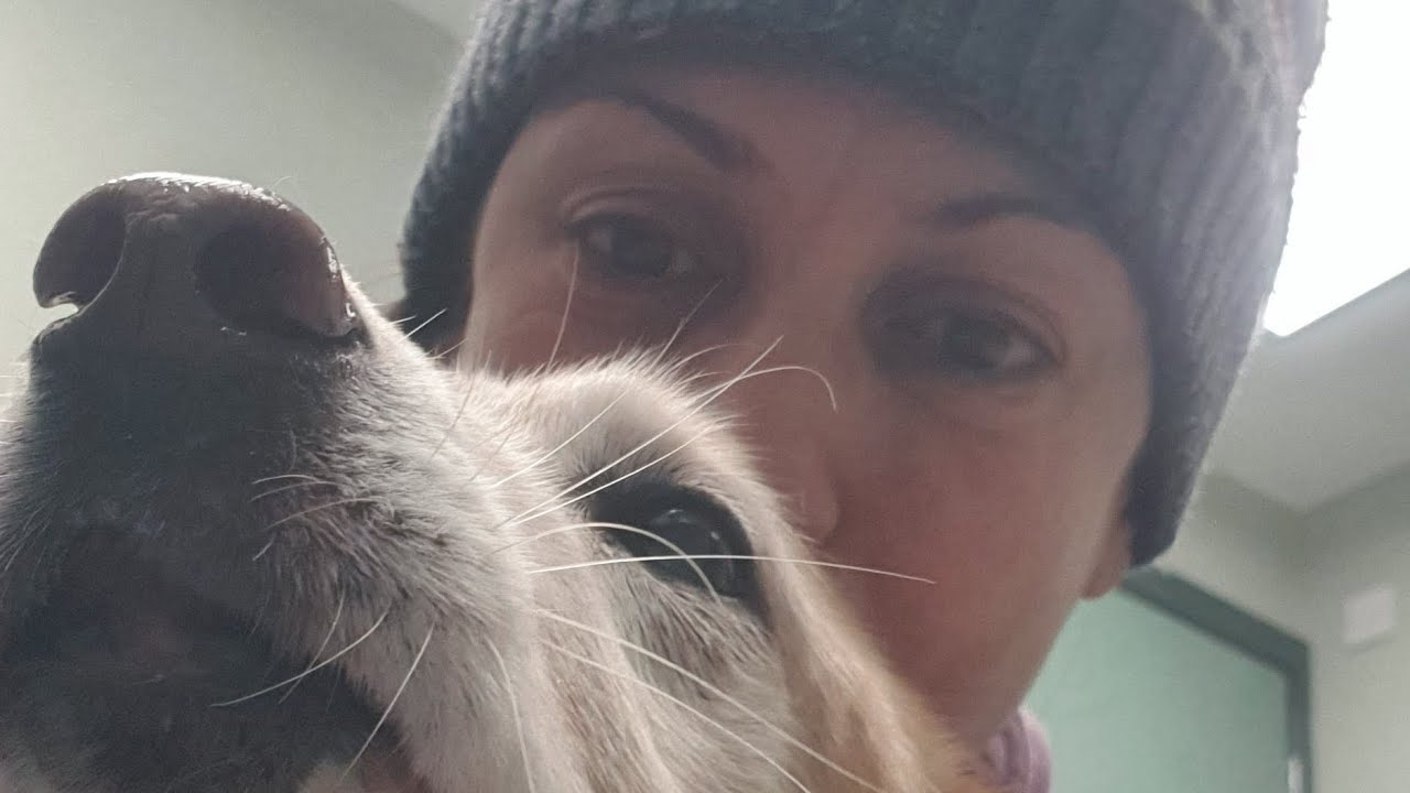 Tips For Incontinent And Senior Dogs YouTube