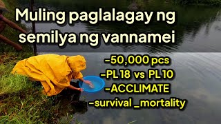 Muling Paglalagay Ng 50000 Pcs Vannamei  Acclimate