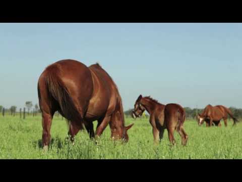 A General Overview of Diarrhea in Foals (Part 1 of 3)