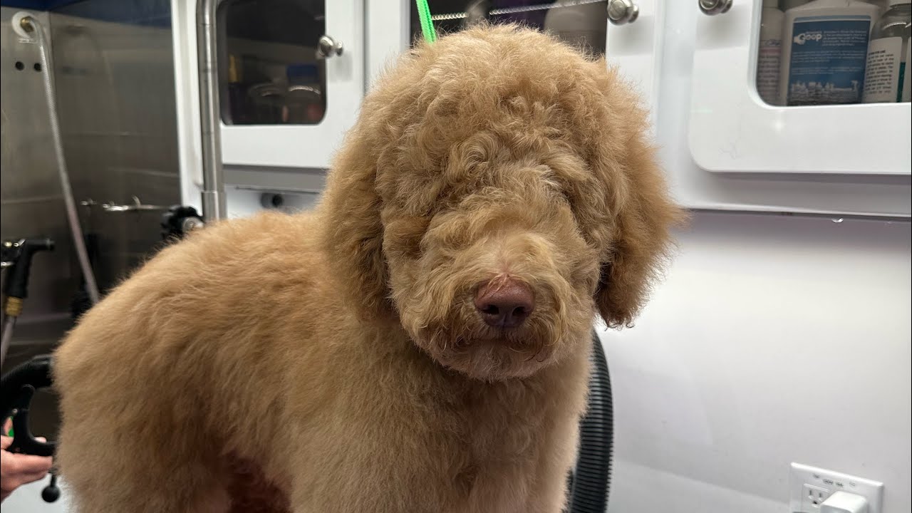 Puppy’s FIRST Groom Ever! 4 Months Old | Mobile Grooming Transformation