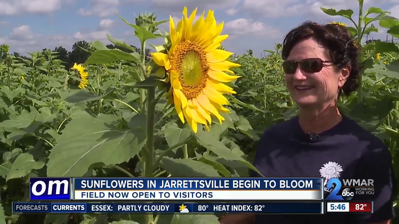 SUNFLOWERS EVERYWHERE The Big Bloom YouTube