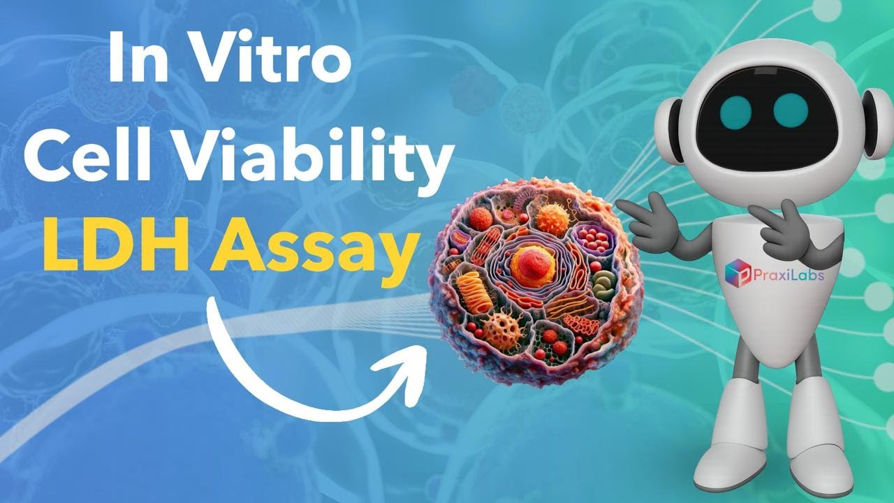 In Vitro Cell Viability by the Lactate Dehydrogenase Assay LDH 2