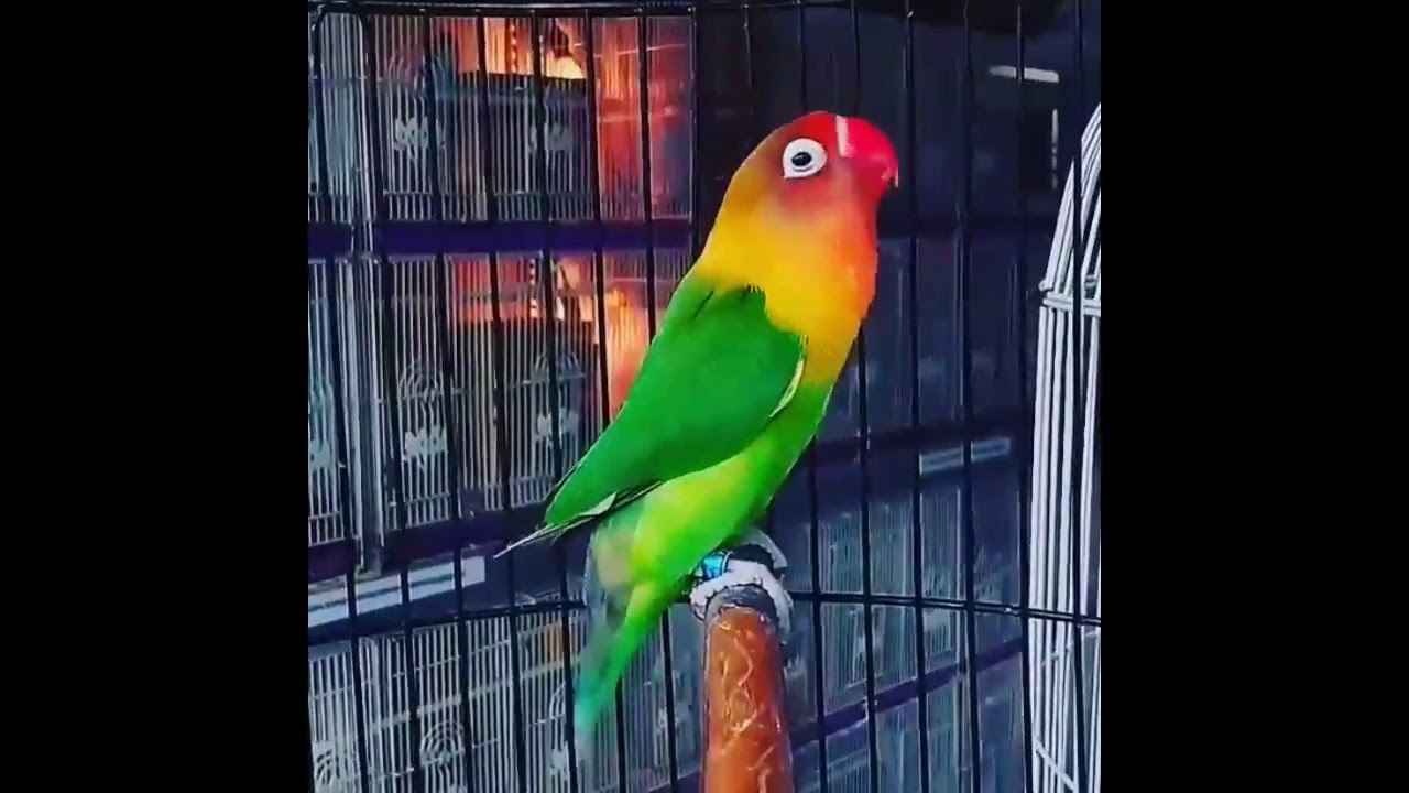 PANCINGAN KHUSUS Lovebird BALIBU dan PAUD Supaya Cepat Bunyi dan NGEKEK