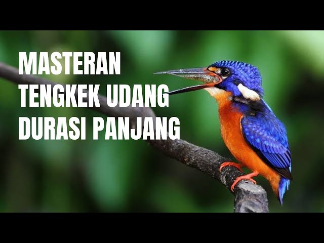 Masteran tengkek raja udang untuk segala jenis burung kicau suara jernih!!! class=