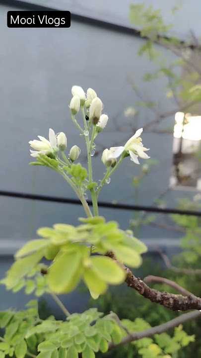 Nature #nature #mooi #gardening #drumsticks #green #flowers #naturelovers