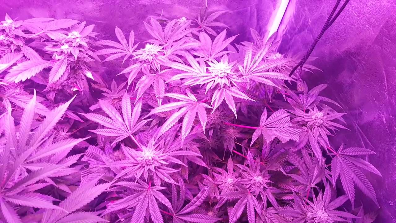 2x3 grow tent in soil w/ LED pt.8