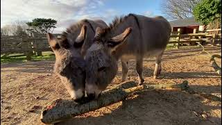 Miniature Mediterranean Donkeys at Paradise Park in Cornwall