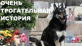 ⚡️ЭТО НЕВЕРОЯТНО⚡️6 ЛЕТ ПЕС ЖИВЕТ НА МОГИЛЕ ХОЗЯИНА ⚡️ЭТО НЕВЕРОЯТНО⚡️6 ЛЕТ ПЕС ЖИВЕТ НА МОГИЛЕ ХОЗЯИНА