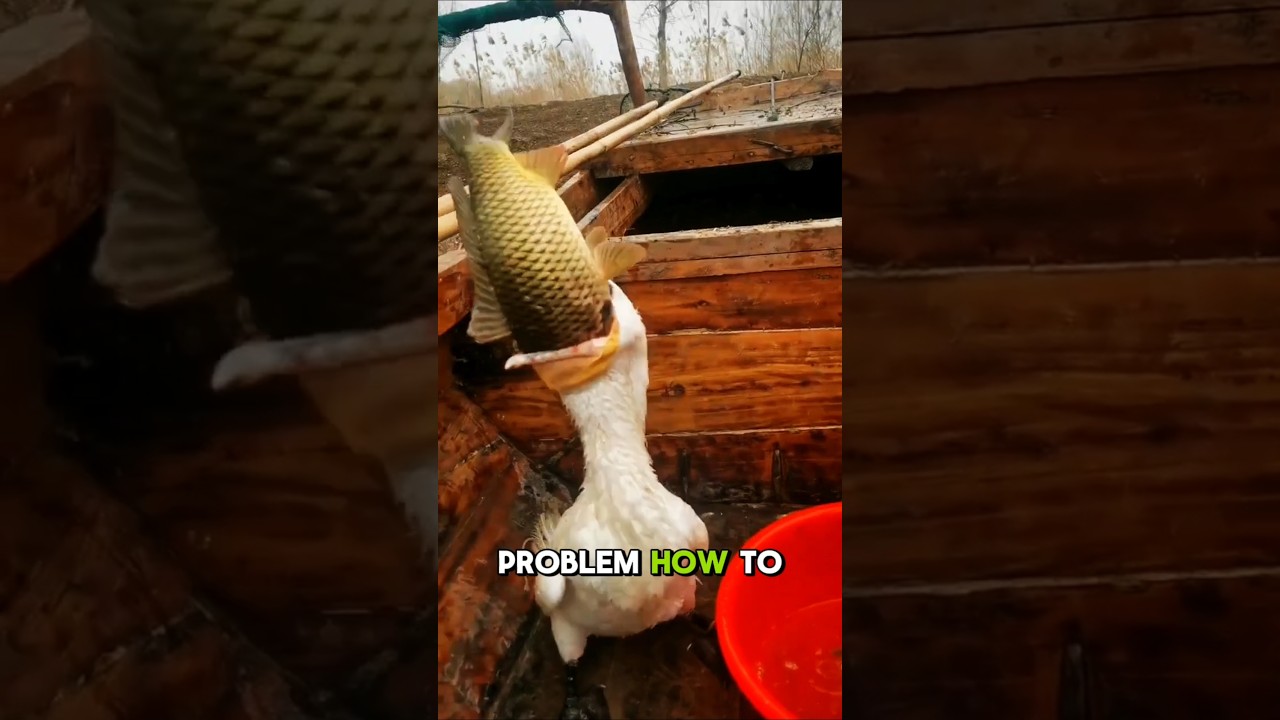 This Goose Has Trouble Swallowing a Big Fish! 😨🐦🐟