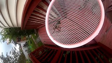 Spider kill with a 2700 volts zapper