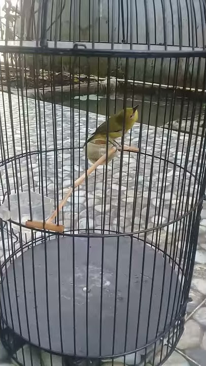Pleci nembak lovebird