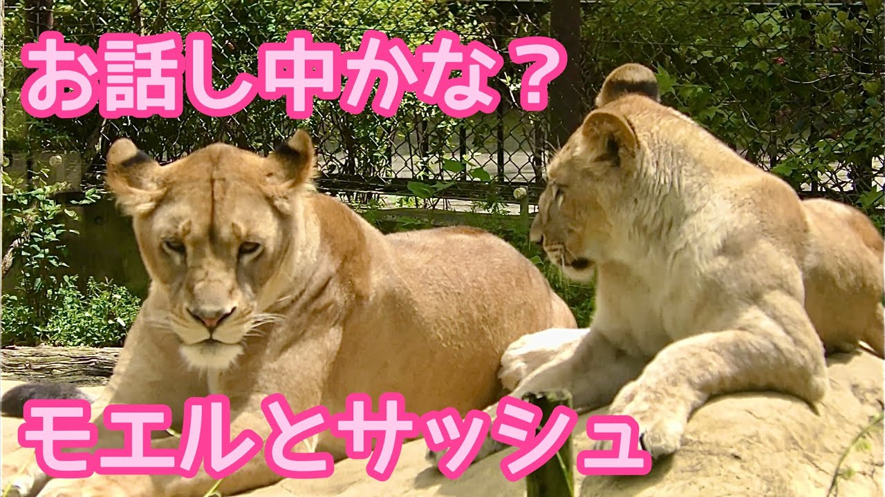 ライオン　モエル姉さんとサッシュちゃん　なかよく並んでいます【とくしま動物園】Lion Moelu-chan Sash-chan Tokushima Zoo