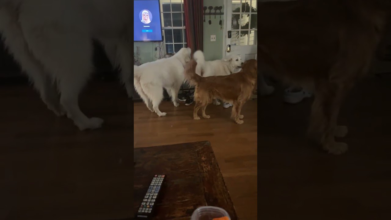 Delivery drivers hate us 😭 my dogs go crazy when we get a package 