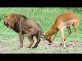Impala Herd Powerful of Horrible Horns Causing The Lions To Panic After Take Down It To Save Baby