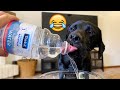 My Labrador Reacts To Trying Thick Water!
