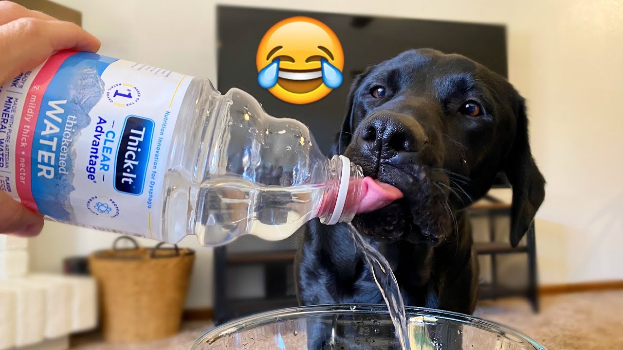 My Labrador Reacts To Trying Thick Water!