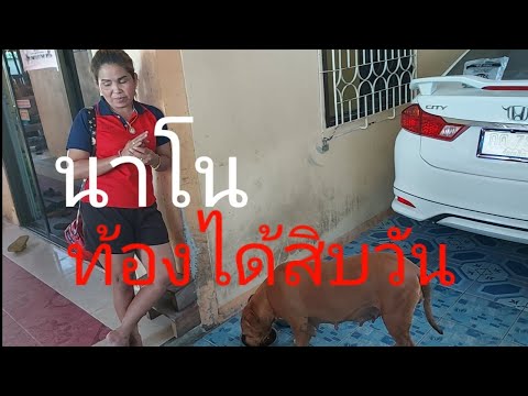 สุนัขพิทบูล นาโน ท้อง อาการกินและนอน มารวย เฉียดเลขท้าย