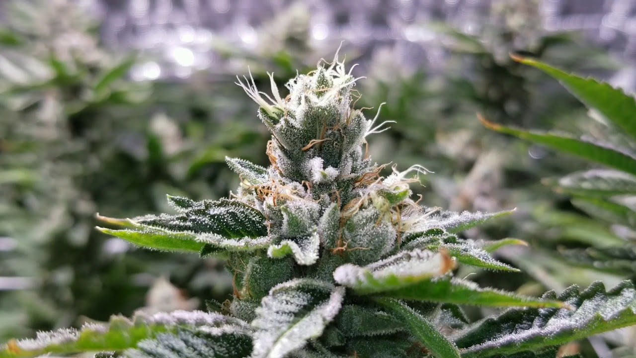 Gorilla Glue#4 & BTY OG *Day 45* The science of sugars and cannabis!