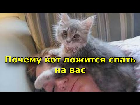 Почему кот ложится спать на вас. Интересное объяснение