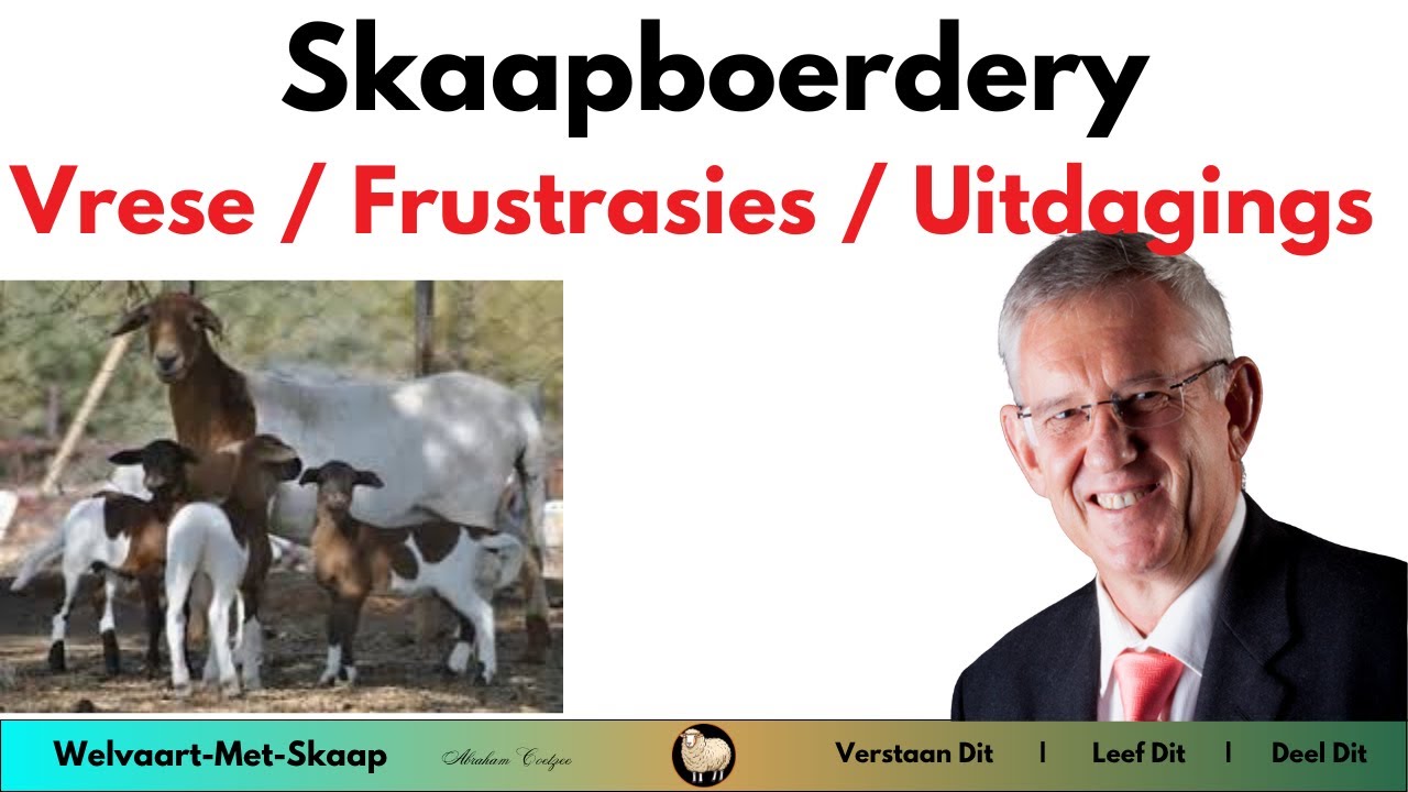 Skaapboerdery: Wat is die grootste vrese, frustrasies en uitdagings.