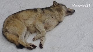 オオカミたちの朝~Wolves in the morning